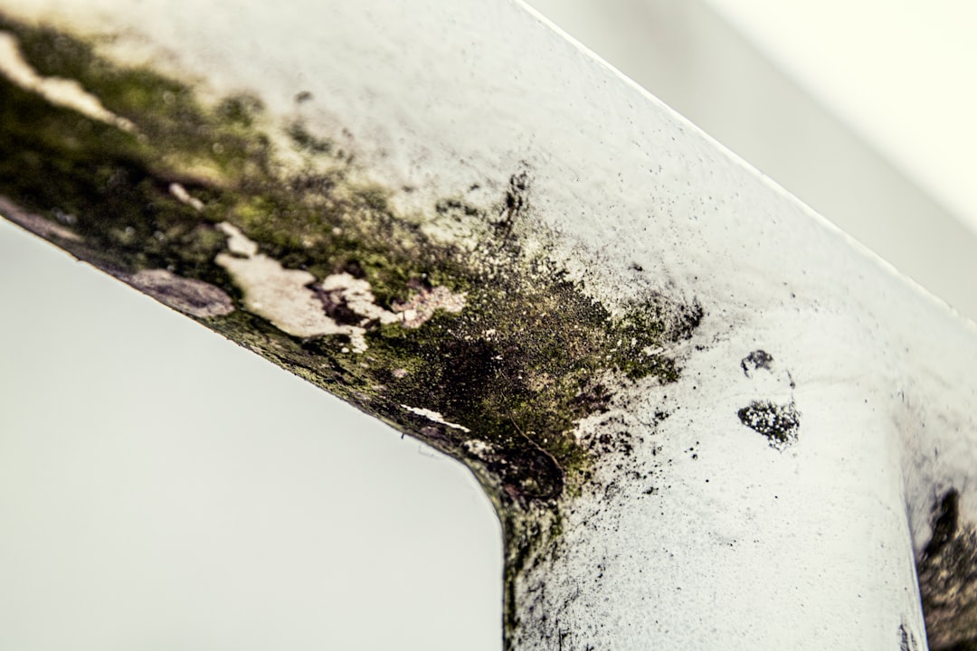 Close up of mold growth requiring professional remediation in Houston TX
