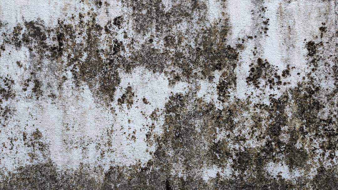 Mold growth on wall during professional mold inspection in Houston TX